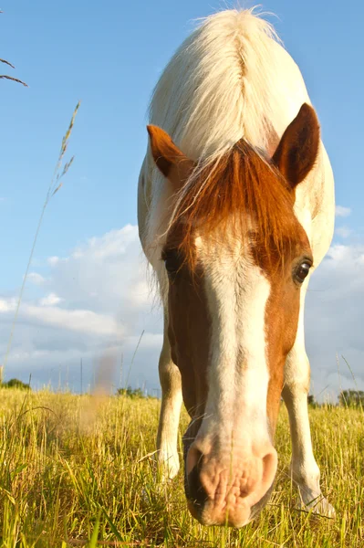 Koně v Dánsku a modré nebe — Stock fotografie