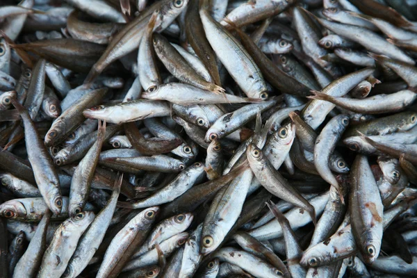 Frischer Fisch auf dem Markt — Stockfoto