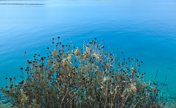 Arbres sur le littoral grec — Photo