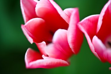 Bir bahçe içinde kırmızı lale, yakın çekim