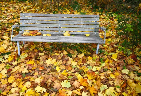秋の公園で空のベンチ — ストック写真