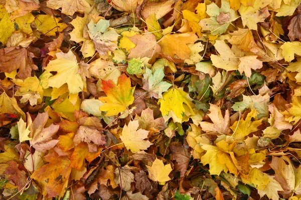 Herbst hinterlässt Hintergrund — Stockfoto