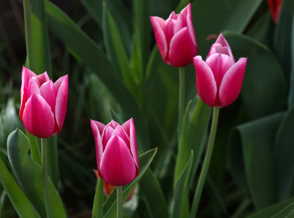 Színes tulipánok a kert — Stock Fotó