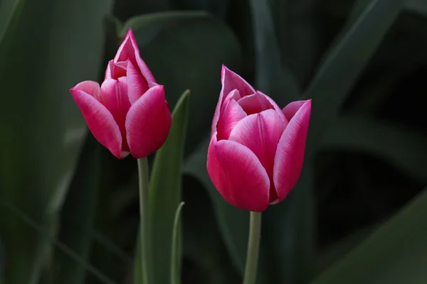 Színes tulipánok a kert — Stock Fotó
