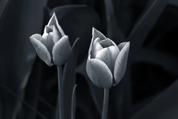 Black and white tulips — Stock Photo, Image