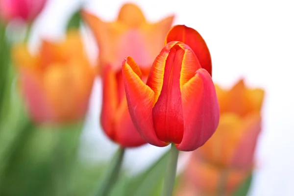 Pomerančové tulipány v zahradě — Stock fotografie