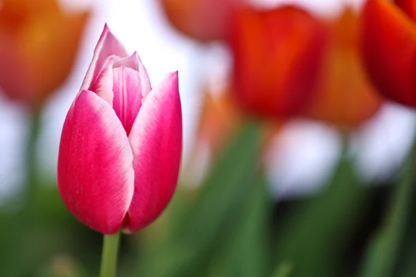 Couleur des tulipes dans un jardin — Photo