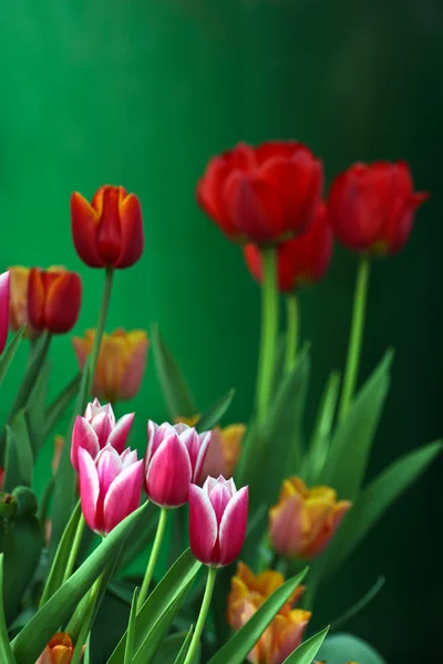 Piros tulipán a kertben — Stock Fotó