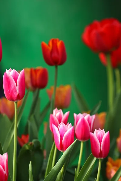 Tulipanes rojos en un jardín — Foto de Stock