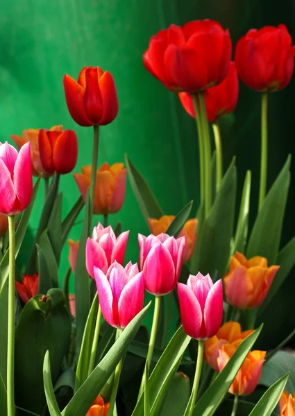 Des tulipes rouges dans un jardin — Photo