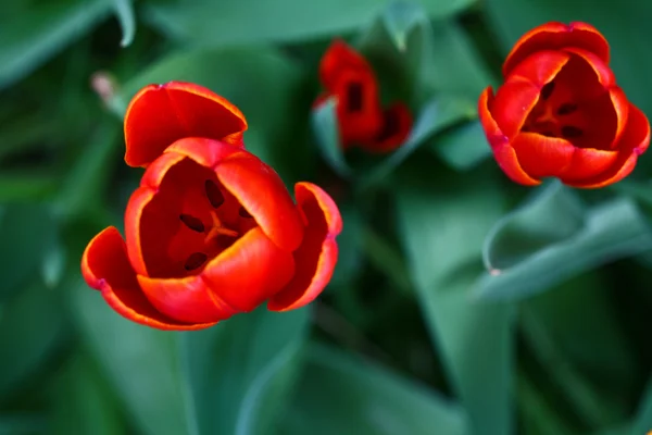 Zblízka červených tulipánů v zahradě — Stock fotografie