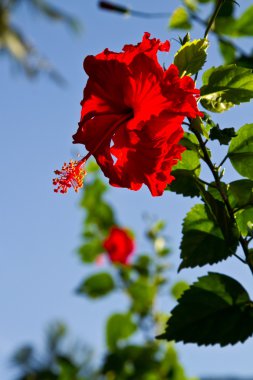 Bir ağaç üzerinde kırmızı orkide