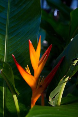 Heliconia çiçek bir ağaç üzerinde