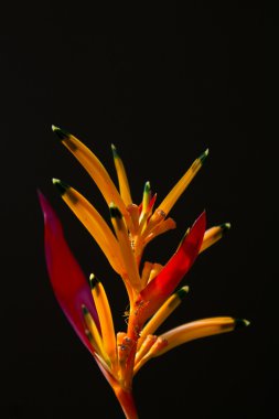 Heliconia çiçek bir ağaç üzerinde