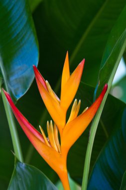 Heliconia çiçek bir ağaç üzerinde