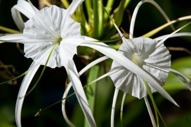 Beyaz yumuşak çiçek