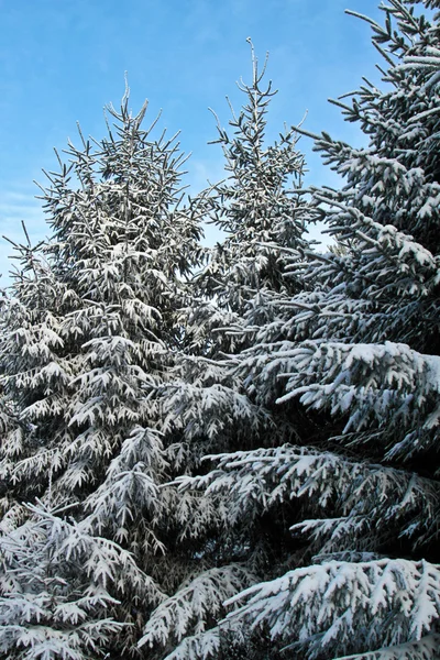 Pine trees in denmark — Stock Photo, Image