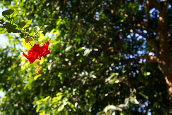 Rote Orchideen auf einem Baum — Stockfoto
