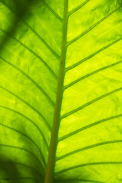 Bright leaf in Thailand — Stockfoto