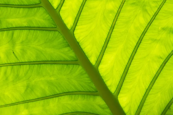 Bright leaf in Thailand — Stockfoto