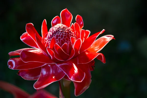 Červený květ vanda v Thajsku — Stock fotografie