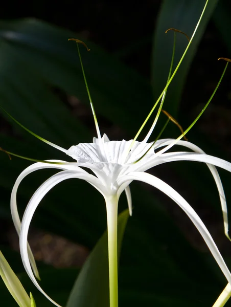 Flor macia branca — Fotografia de Stock