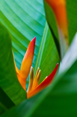 Heliconia çiçek bir ağaç üzerinde