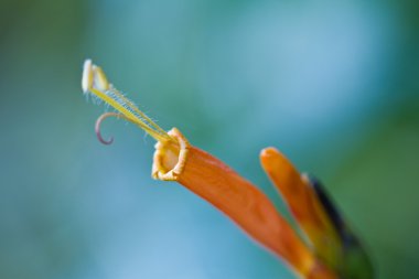 Olağandışı portakal çiçeği