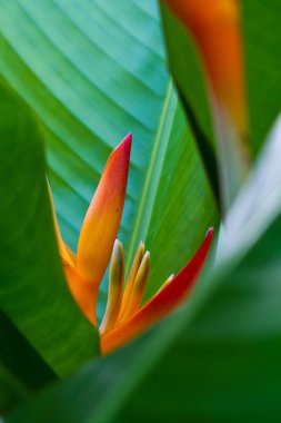 Heliconia çiçek bir ağaç üzerinde