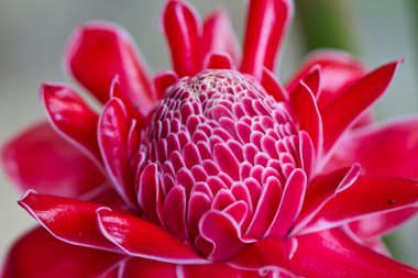 Tayland Kırmızı vanda çiçek