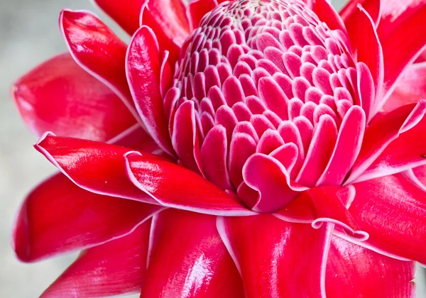 Red vanda flower in Thailand — Stock Photo, Image