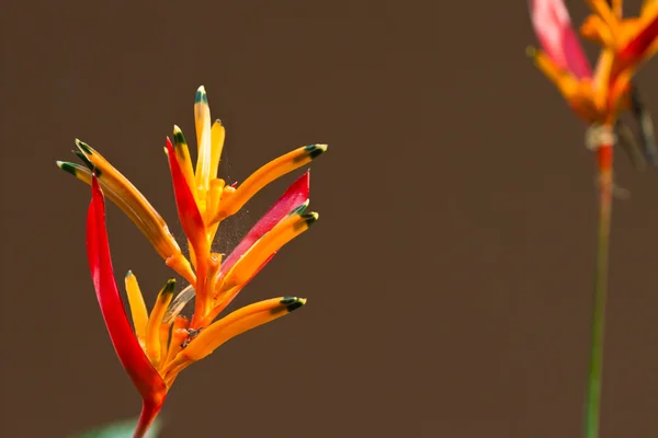 Heliconia flowers close up — Stock Photo, Image