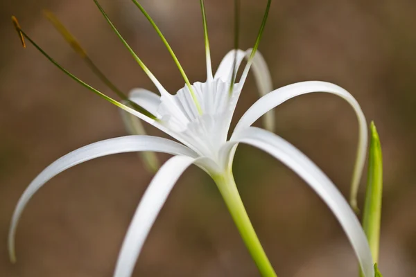 White tender flower — Stock Photo, Image