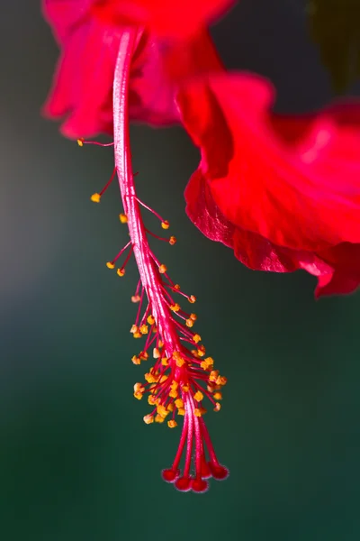 Orchidée rouge sur un arbre — Photo