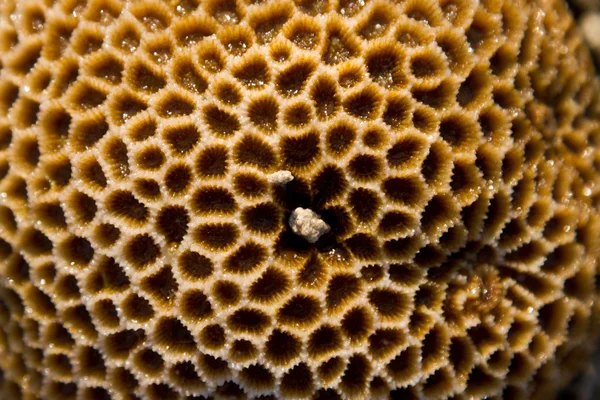 Sea shell at the beach — Stock Photo, Image