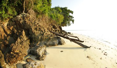 Tayland Beach büyüyen ağaç