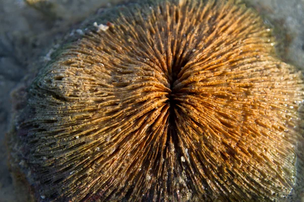 Mořské mušle na pláži — Stock fotografie