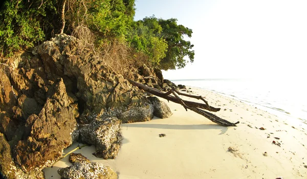 Drzewo rosnące na plaży w Tajlandii — Zdjęcie stockowe