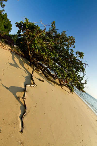 Árbol creciendo en la playa en Tailandia — Foto de Stock