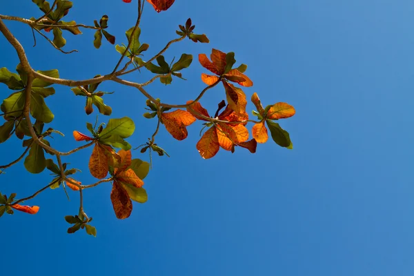 Fleurs sur un arbre à Koh Ngai — Photo