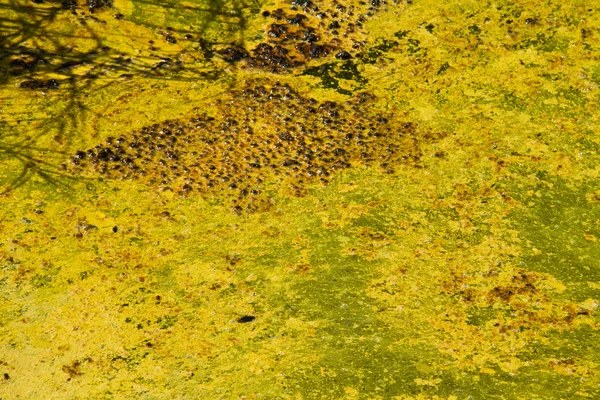 Closeup de algas na água — Fotografia de Stock