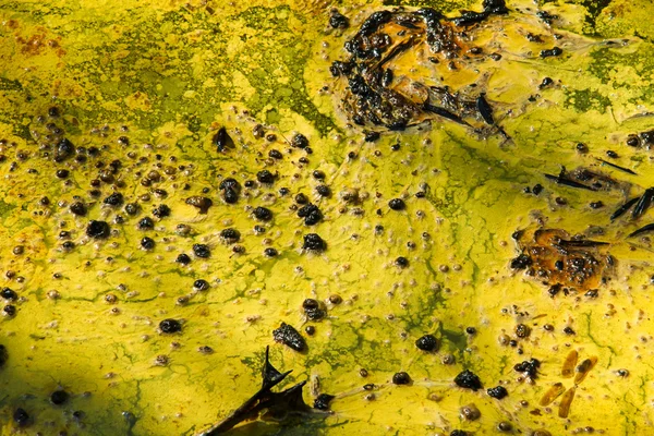 Closeup de algas na água — Fotografia de Stock