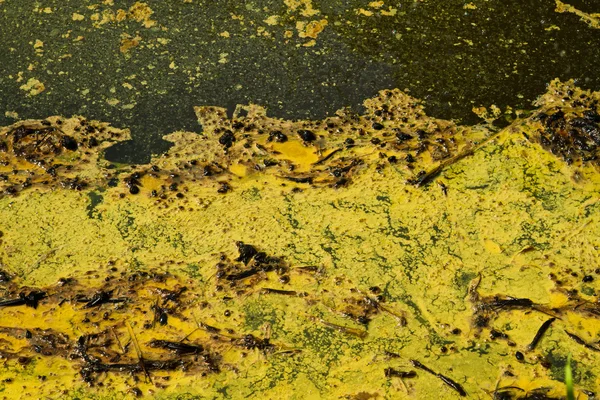 Närbild av alger i vatten — Stockfoto