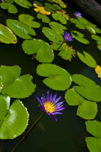 Gula och rosa blommor — Stockfoto