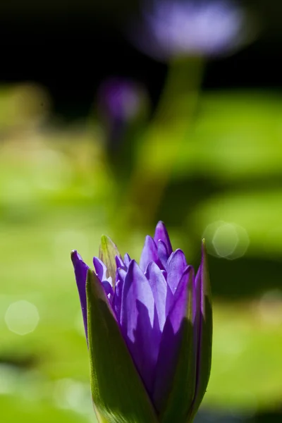 Water lily op Koh Ngai — Stockfoto