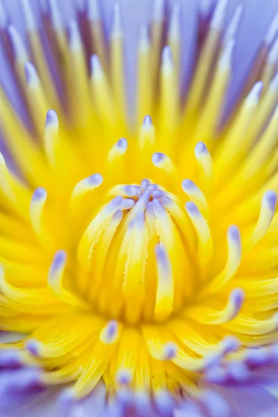 Water lily op Koh Ngai — Stockfoto