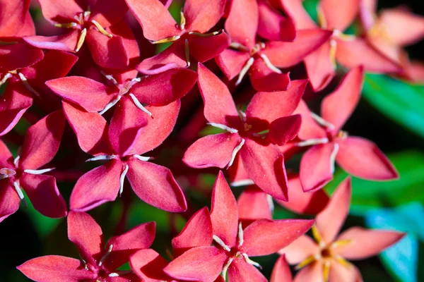 Flores rojas y rosas —  Fotos de Stock