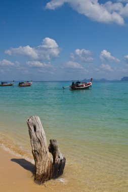 Suda ölü ağaçlar