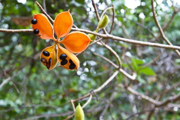 Цветок на дереве на Ко Нгай — стоковое фото