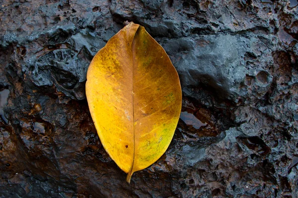 Jesienny liść na ziemi — Zdjęcie stockowe